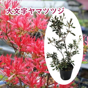 }ccWy 啶 z F̉ԂŜɍ炫܂ ccW UP RUP t