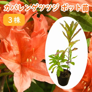 w JoQccW |bgc 3  x 10.5cm|bg 30cm c c QccW @ UP @  A ډB _ V{c[ 