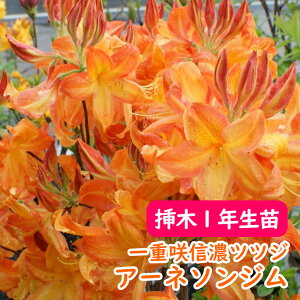 ��d�炫 �G�N�X�o���[�A�U���A �c �c�؁u �A�[�l�\���W�� �v�}��2�N���� 13.5cm�|�b�g �G�N�X�o���[ �A�U���A �M�Z�c�c�W �V�i�m�c�c�W �U�P ��� �A�� �L�O�� �V���{���c���[ ���t�� �����