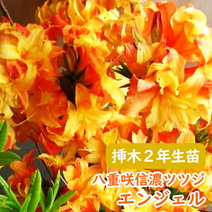 󏭎 d炫 MZ ccW c c؁u GWF v}2N 13.5cm|bg 30cm 3-7-1 MZccW VimccW MZUP UP GNXo[AUA  A LO V{c