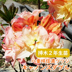 󏭎 d炫 MZ ccW c c؁u LmY_u v}2N 13.5cm|bg 30cm MZccW VimccW MZUP UP GNXo[AUA  A LO V{c