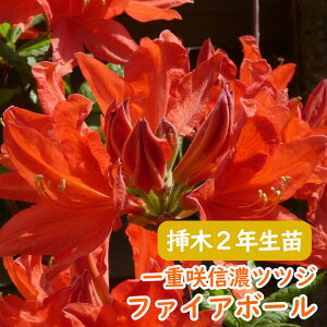 󏭎 d炫 MZ ccW c c؁u t@CA{[ v}2N 13.5cm|bg MZccW VimccW MZUP UP GNXo[AUA  A LO V{c[ t 