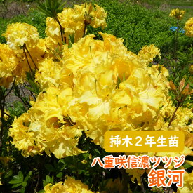 希少種 八重咲き 信濃 ツツジ 苗 苗木「 銀河 」挿木2年生株 13.5cmポット 信濃ツツジ シナノツツジ 信濃躑躅 躑躅 エクスバリーアザレア 庭木 植木 記念樹 シンボルツリー 落葉樹 中低木