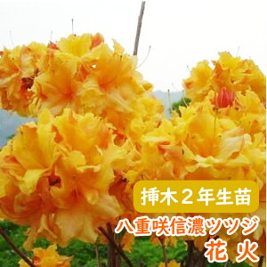 �󏭎� ���d�炫 �M�Z �c�c�W �c �c�؁u �ԉ� �v�}��2�N���� 13.5cm�|�b�g �M�Z�c�c�W �V�i�m�c�c�W �M�Z�U�P �U�P �G�N�X�o���[�A�U���A ��� �A�� �L�O�� �V���{���c���[ ���t�� �����