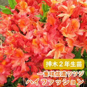 󏭎 d炫 MZ ccW c c؁u nCt@bV v}2N 13.5cm|bg 3-5-3 MZccW VimccW MZUP UP GNXo[AUA  A LO V{c[ 