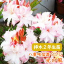 【蕾付き】 希少種 八重咲き 信濃 ツツジ 苗 苗木「 光の風 」挿木2年生株 13.5cmポット 樹高約30cm 3-7-1 信濃ツツジ…