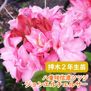 󏭎 d炫 MZ ccW c c؁u WG`FT[ v}2N 13.5cm|bg 3-7-3 30cm MZccW VimccW MZUP UP GNXo[AUA F  A LO