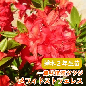 �󏭎� ��d�炫 �M�Z �c�c�W �c �c�؁u ���t�B�X�g�t�F���X �v�}��2�N���� 13.5cm�|�b�g �M�Z�c�c�W �V�i�m�c�c�W �M�Z�U�P �U�P �G�N�X�o���[�A�U���A ��� �A�� �L�O�� �V���{���c���[ ���t