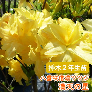 �󏭎� ���d�炫 �M�Z �c�c�W �c �c�؁u ���V�̐� �v�}��2�N���� 13.5cm�|�b�g 3-6-1 �M�Z�c�c�W �V�i�m�c�c�W �M�Z�U�P �U�P �G�N�X�o���[�A�U���A ��� �A�� �L�O�� �V���{���c���[ ���t�� ��