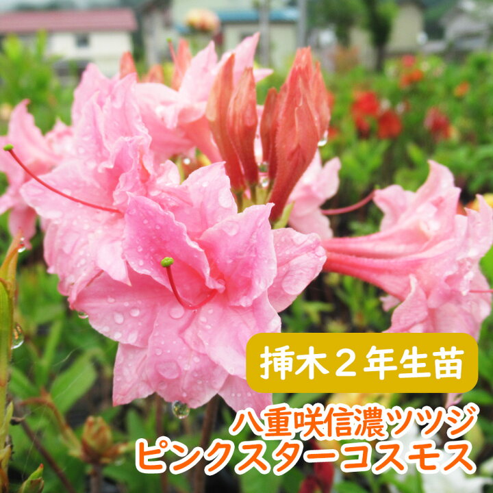 楽天市場 希少種 八重咲き 信濃 ツツジ 苗 苗木 ピンクスターコスモス 挿木２年生株 13 5cmポット 樹高約30cm 信濃ツツジ シナノツツジ 信濃躑躅 躑躅 エクスバリーアザレア 芳香 庭木 植木 記念樹 シンボルツリー 落葉樹 中低木 富士園芸楽天市場店