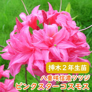 󏭎 d炫 MZ ccW c c؁u sNX^[RXX v}2N 13.5cm|bg 30cm MZccW VimccW MZUP UP GNXo[AUA F  A LO V