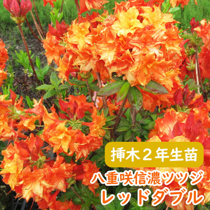 楽天市場 蕾付き 希少種 八重咲き 信濃 ツツジ 苗 苗木 レッドダブル 挿木２年生株 13 5cmポット 樹高約30cm 信濃ツツジ シナノツツジ 信濃躑躅 躑躅 エクスバリーアザレア 芳香 庭木 植木 記念樹 シンボルツリー 落葉樹 中低木 富士園芸楽天市場店