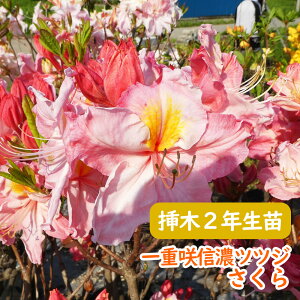 �󏭎� ��d�炫 �M�Z �c�c�W �c �c�؁u ������ �v�}��2�N���� 13.5cm�|�b�g ������30cm 3-6-1 ����̂���c�c�W�ł� �M�Z�c�c�W �V�i�m�c�c�W �M�Z�U�P �U�P �G�N�X�o���[�A�U���A �F�� ��� �A