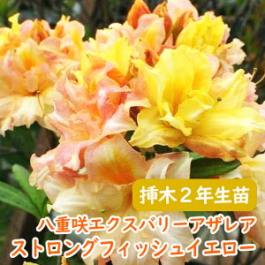 �󏭎� ���d�炫 �G�N�X�o���[�A�U���A �c �c�؁u �X�g�����O�t�B�b�V���C�G���[ �v�}��2�N���� 13.5cm�|�b�g ������30cm �M�Z �c�c�W �M�Z�c�c�W �V�i�m�c�c�W �M�Z�U�P �U�P �F�� ��� �A�� 