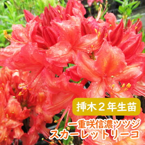 �󏭎� ��d�炫 �M�Z�c�c�W �c �c�؁u �X�J�[���b�g���[�R �v�}��2�N���� 13.5cm�|�b�g �M�Z�c�c�W �V�i�m�c�c�W �M�Z�U�P �U�P �G�N�X�o���[�A�U���A ��� �A�� �L�O�� �V���{���c���[ ���t