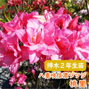 󏭎 d炫 MZ ccW c c؁u  v}2N 13.5cm|bg 3-6-3 MZccW VimccW MZUP UP GNXo[AUA  A LO V{c[ t 