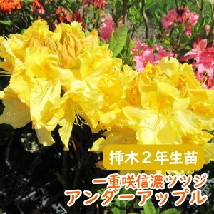 󏭎 d炫 MZccW c c؁u A_[Abv v}2N 13.5cm|bg MZccW VimccW MZUP UP GNXo[AUA  A LO V{c[ t 