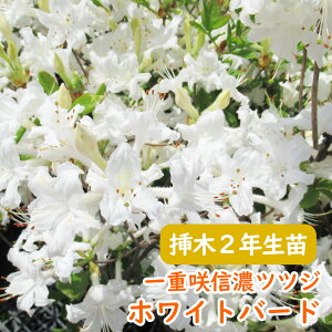 �󏭎� ��d�炫 �M�Z �c�c�W �c �c�؁u �z���C�g�o�[�h �v�}��2�N���� 13.5cm�|�b�g 3-5-1 �M�Z�c�c�W �V�i�m�c�c�W �M�Z�U�P �U�P �G�N�X�o���[�A�U���A ��� �A�� �L�O�� �V���{���c���[ ���t