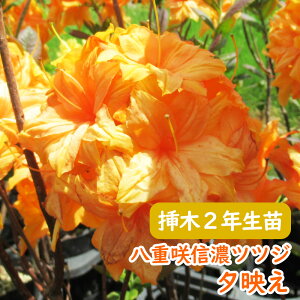 �󏭎� ���d�炫 �M�Z �c�c�W �c �c�؁u �[�f�� �v�}��2�N���� 13.5cm�|�b�g 3-6-1 �M�Z�c�c�W �V�i�m�c�c�W �M�Z�U�P �U�P �G�N�X�o���[�A�U���A ��� �A�� �L�O�� �V���{���c���[ ���t�� ����