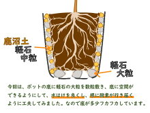 【選べる!3株セット】八重咲きミヤマキリシマツツジ7月末に7.5cm→9cmポットへ植替えました!勢いバツグン!樹高約5〜10cm