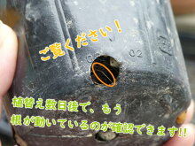 【選べる!3株セット】八重咲きミヤマキリシマツツジ7月末に7.5cm→9cmポットへ植替えました!勢いバツグン!樹高約5〜10cm
