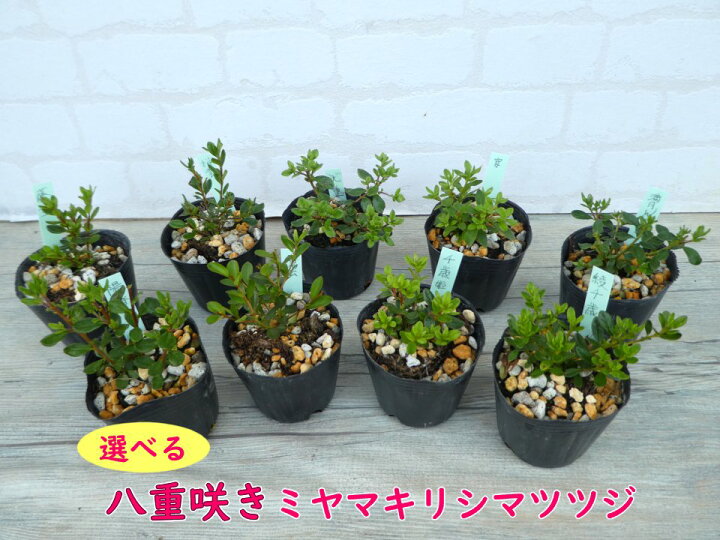 楽天市場 選べる 単品 八重咲き ミヤマキリシマツツジ 7月末に7 5cm 9cmポットへ植替えました 勢いバツグン 樹高約5 10cm 富士園芸楽天市場店 楽天市場 選べる 単品 八重咲き ミヤマキリシマツツジ 7月末に7 5cm 9cmポットへ植替えました 勢いバツグン 樹高約5 10cm 富士園芸楽天市場店