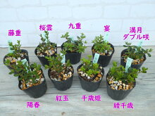 【選べる!3株セット】八重咲きミヤマキリシマツツジ7月末に7.5cm→9cmポットへ植替えました!勢いバツグン!樹高約5〜10cm