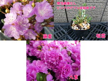 【選べる!3株セット】八重咲きミヤマキリシマツツジ7月末に7.5cm→9cmポットへ植替えました!勢いバツグン!樹高約5〜10cm