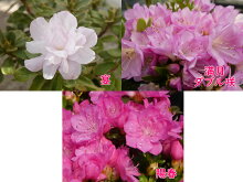 【選べる!3株セット】八重咲きミヤマキリシマツツジ7月末に7.5cm→9cmポットへ植替えました!勢いバツグン!樹高約5〜10cm