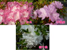 【選べる!3株セット】八重咲きミヤマキリシマツツジ7月末に7.5cm→9cmポットへ植替えました!勢いバツグン!樹高約5〜10cm