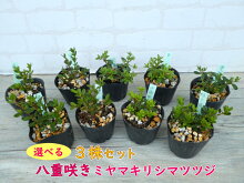 【選べる!3株セット】八重咲きミヤマキリシマツツジ7月末に7.5cm→9cmポットへ植替えました!勢いバツグン!樹高約5〜10cm