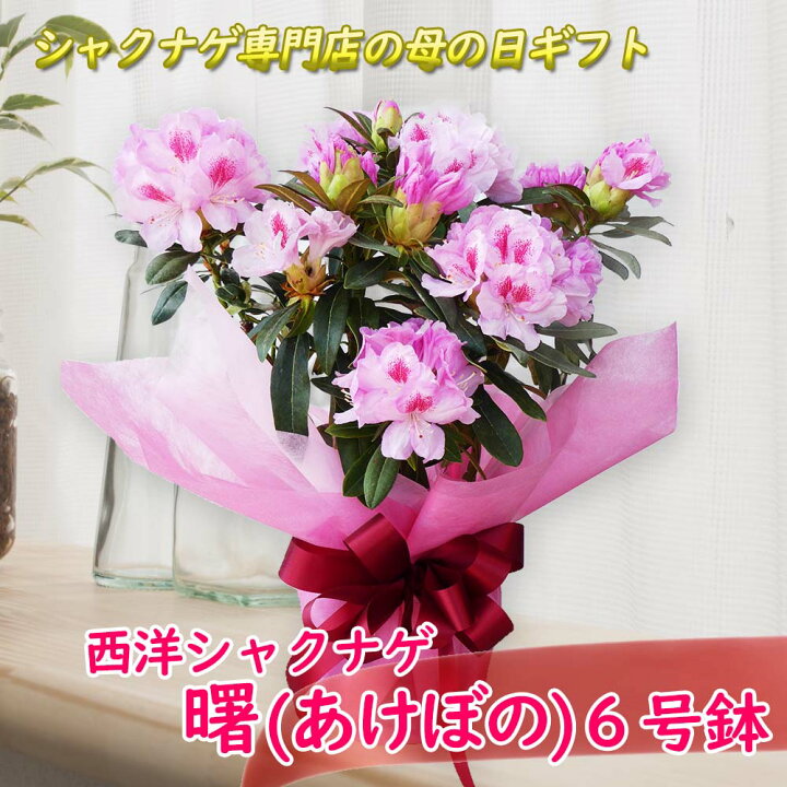 楽天市場 オリジナル メッセージカード付 母の日ギフト 西洋 シャクナゲ 曙 あけぼの ６号鉢 大ボリューム 母の日 花ギフト 鉢花 鉢植え 生花 プレゼント 22 送料無料 富士園芸楽天市場店