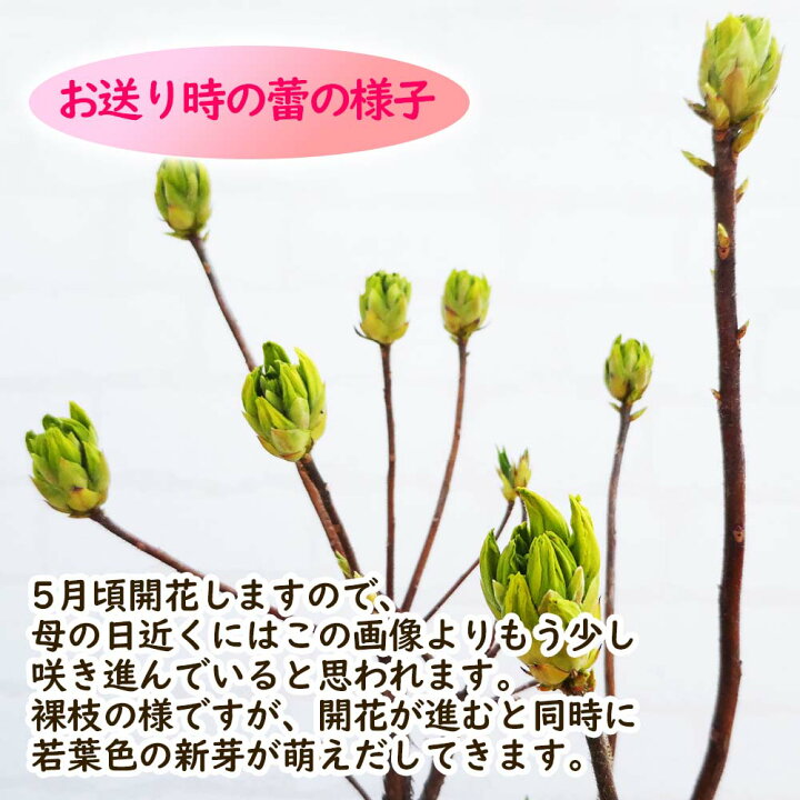 楽天市場 オリジナル メッセージカード 付 母の日ギフト 信濃ツツジ 銀河 ぎんが 黄色八重咲ツツジ 大変希少な信濃ツツジのギフトです ツツジ つつじ 鉢花 鉢植え 庭木 プレゼント ラッピング 22 シャクナゲ 母の日 送料無料 富士園芸楽天市場店