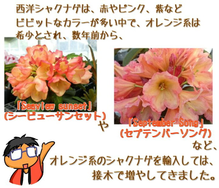 楽天市場 西洋シャクナゲ オルガ 接ぎ木2年生苗 樹高約30 35cm 5号鉢 オレンジ系 サーモンピンク系 希少な色味です 敬老の日 ギフト プレゼント 庭木 植木 生垣 シンボルツリー 石楠花 石南花 ロードデンドロン セイヨウシャクナゲ 富士園芸楽天市場店 楽天市場 西洋シャクナゲ オルガ 接ぎ木2年生苗 樹高約30 35cm 5号鉢 オレンジ系 サーモンピンク系 希少な色味です 敬老の日 ギフト プレゼント 庭木 植木 生垣 シンボルツリー 石楠花 石南花 ロードデンドロン セイヨウシャクナゲ 富士園芸楽天市場店