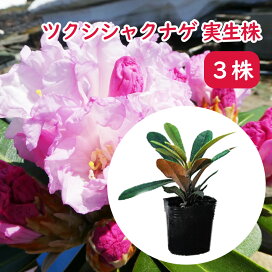 楽天市場】 シャクナゲ > 日本シャクナゲ > ツクシシャクナゲ : 富士 
