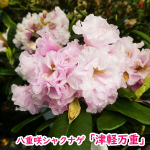 Qt@ڂ2N@R07-044@d炫VNiQw Ìyd x 20cm Γ c c _  A LO Ύ gt  