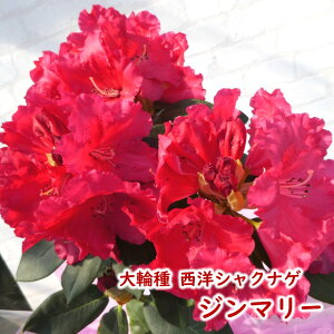 y2026NtJԌ݊zmVNiQ ֎ y W}[ z ږ2N 5 20`30cm Mtg v[g  A _ V{c[ Γ Γ [hfh ZC