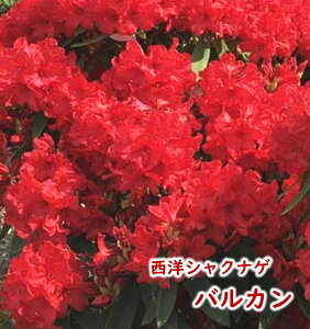 2026NtJԌ݊@mVNiQ y oJ z c c ږ2N 5 20`30cm Mtg v[g  A _ V{c[ Γ Γ [hfh ZCEV