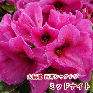 y2026NtJԌ݊zmVNiQ y ~bhiCg z c c ږ2N 5 20`30cm Mtg v[g  A _ V{c[ Γ Γ [hfh ZC