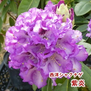 y2026NtJԌ݊zmVNiQ y  (  ) z c c ږ2N 5 20`30cm Mtg v[g  A _ V{c[ Γ Γ [hfh Z