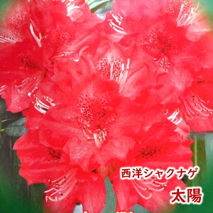 y2026NtJԌ݊zmVNiQ y z z c c ږ2N 5 20`30cm Mtg v[g  A _ V{c[ Γ Γ [hfh ZCEV