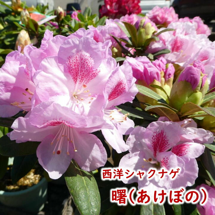 楽天市場 蕾つき 西洋シャクナゲ 曙 あけぼの 接木２年生株 ５号鉢 樹高約 30cm 敬老の日 ギフト プレゼント 庭木 植木 生垣 シンボルツリー 石楠花 石南花 ロードデンドロン セイヨウシャクナゲ 富士園芸楽天市場店