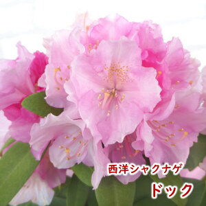 y2026NtJԌ݊zmVNiQ y hbN z c c ږ2N 5 20`30cm Mtg v[g  A _ V{c[ Γ Γ [hfh ZCEV