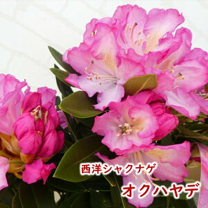 y2026NtJԌ݊zmVNiQ y o ( INnf ) z ږ2N 5 20`30cm hV̓ Mtg v[g  A _ V{c[ Γ Γ [hfh