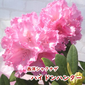 y2026NtJԌ݊zmVNiQ y nChn^[ z c c ږ2N 5 20`30cm Mtg v[g  A _ V{c[ Γ Γ [hfh