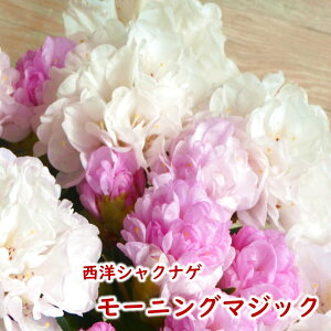 y2026NtJԌ݊zmVNiQ y [jO}WbN z c c ږ2N 5 20`30cm Mtg v[g  A _ V{c[ Γ Γ [hfh