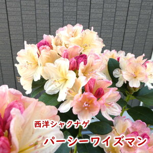 2026NJԌ݊ mVNiQ y p[V[CY} z c c ږ2N 5 20`30cm Mtg v[g  A _ V{c[ Γ Γ [hfh Z