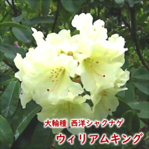 2026NtJԌ݊ mVNiQ ֎ y EBALO z ږ2N 5 20`30cm Mtg v[g  A _ V{c[ Γ Γ [hfh Z