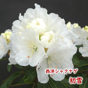 y2026NtJԌ݊zmVNiQ y  z c c ږ2N 5 20`30cm Mtg v[g  A _ V{c[ Γ Γ [hfh ZCE