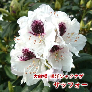 y2026NtJԌ݊zmVNiQ ֎ y TbtH[ z ږ2N 6 20`30cm Mtg v[g  A _ V{c[ Γ Γ [hfh ZC